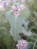 Cynanchum sibiricum. Лист и соцветия. Казахстан, Кызылординская обл., хр. Каратау, р. Коспа. 18 июля 2010 г.