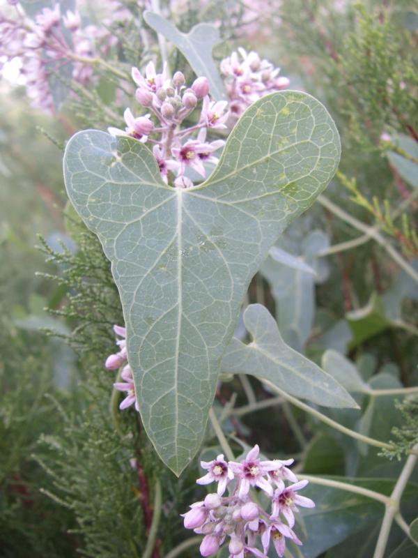 Изображение особи Cynanchum sibiricum.