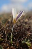 Crocus tauricus