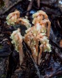 Hypopitys monotropa