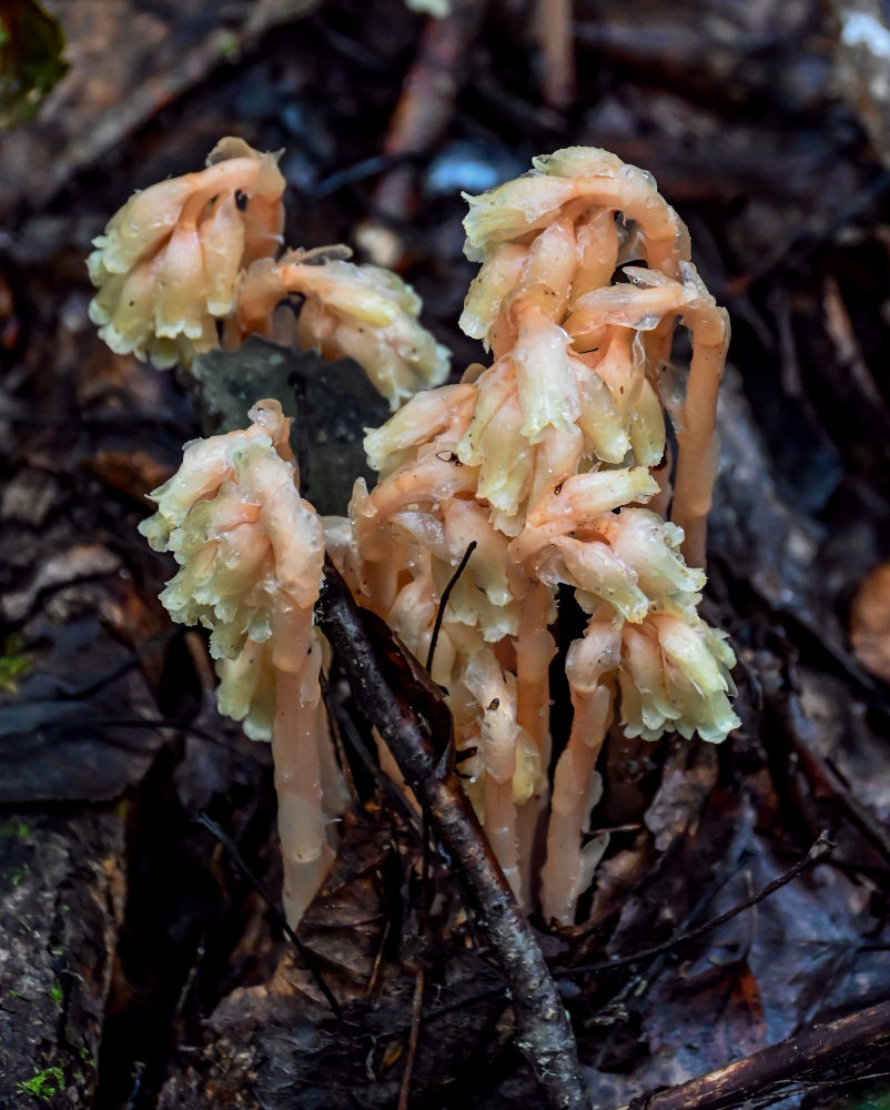 Image of Hypopitys monotropa specimen.