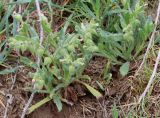 Nonea caspica