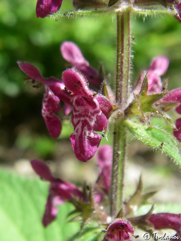 Изображение особи Stachys sylvatica.