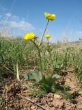 Ranunculus czimganicus. Цветущее растение. Южный Казахстан, Таласский Алатау, горы Таскора, пер. Буранши-Асу, ≈ 1550 м н.у.м., платообразная вершина, саванноиды. 21 апреля 2025 г.