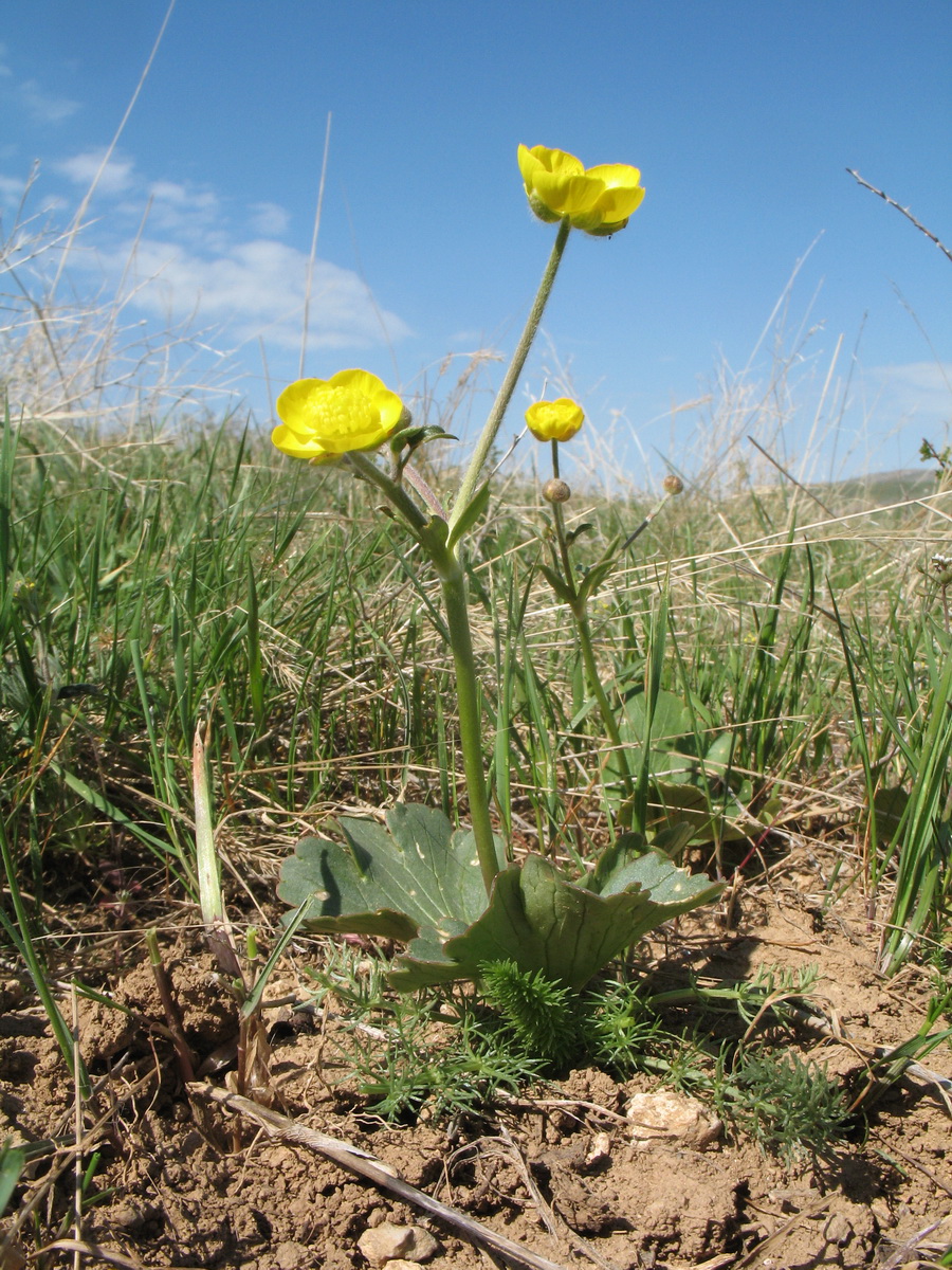 Image of Ranunculus czimganicus specimen.