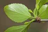 Rhamnus ussuriensis