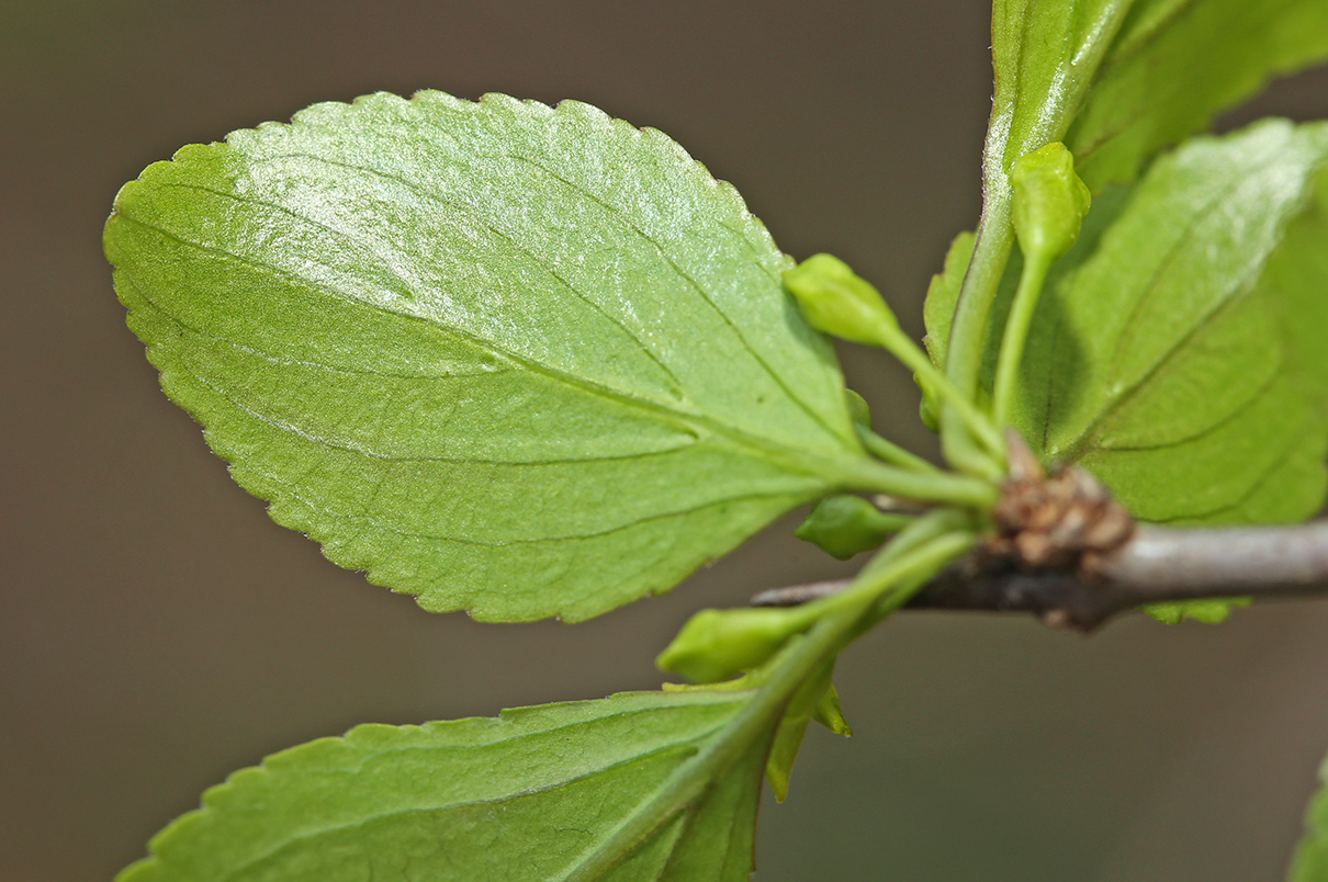 Image of Rhamnus ussuriensis specimen.