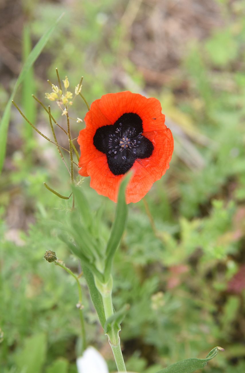Image of genus Papaver specimen.