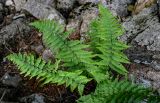 genus Dryopteris. Взрослое растение. Китай, пров. Аньхой, национальный парк \"Хуаншань\", каменистый склон. 29.05.2025.