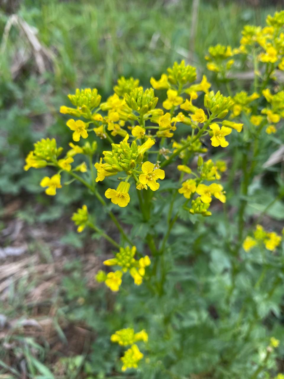 Image of Barbarea vulgaris specimen.
