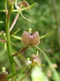 Liparis japonica. Цветок. Хабаровский край, окр. г. Комсомольск-на-Амуре, широколиственный лес. 14.07.2025.