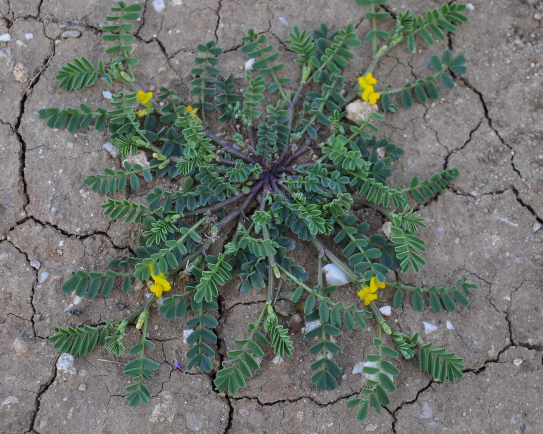 Изображение особи Hippocrepis biflora.