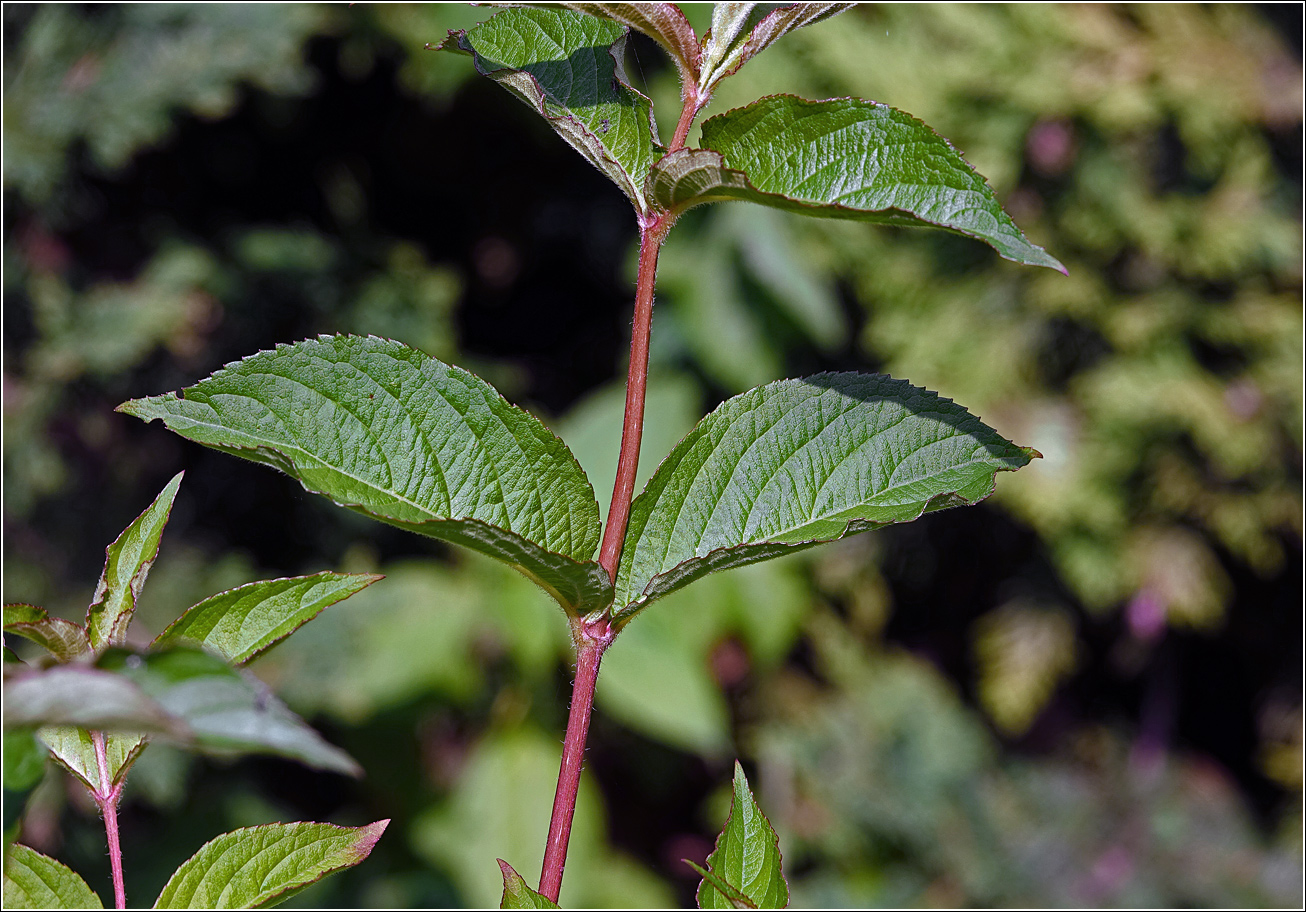 Image of Weigela hybrida specimen.