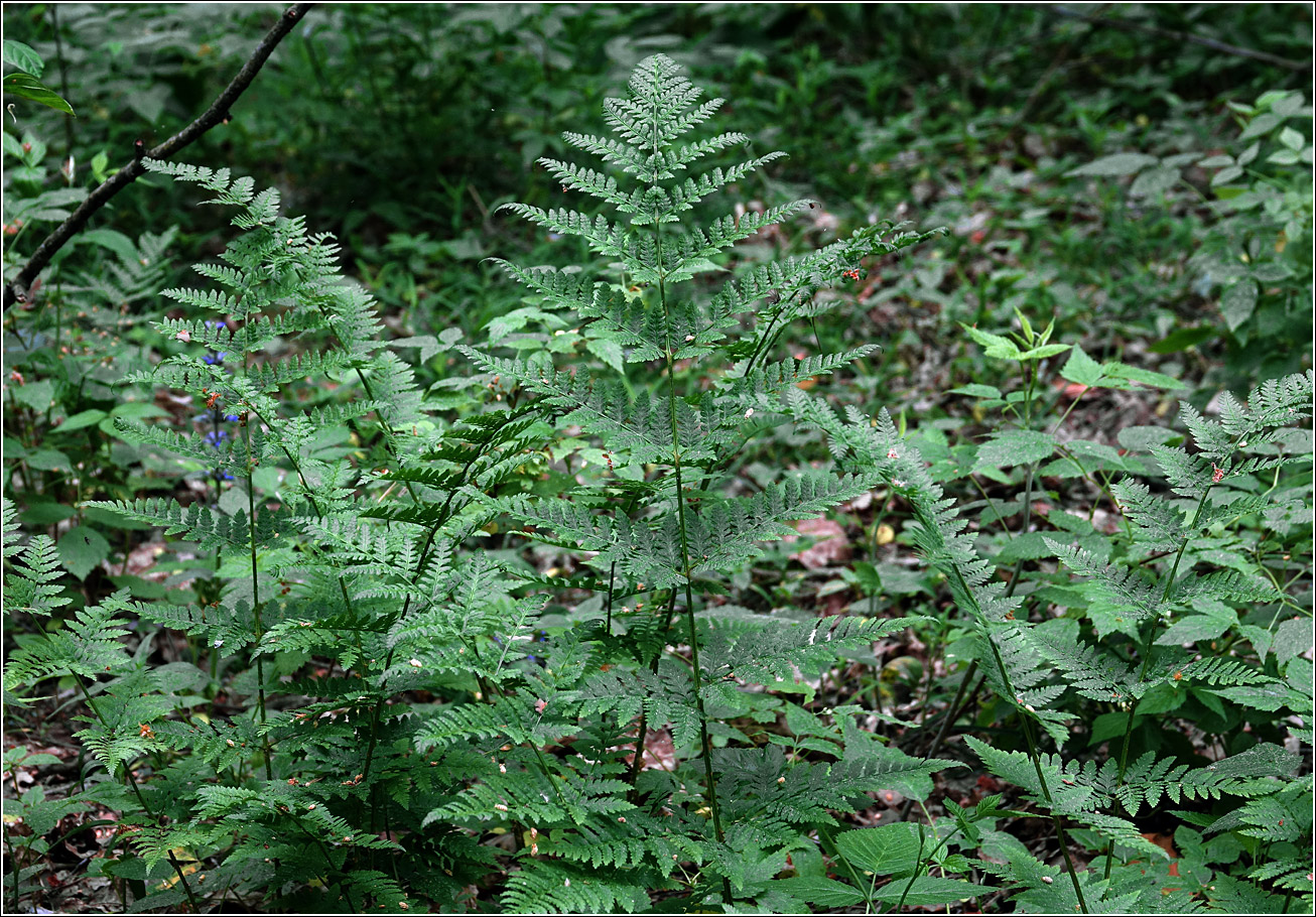 Image of Dryopteris carthusiana specimen.