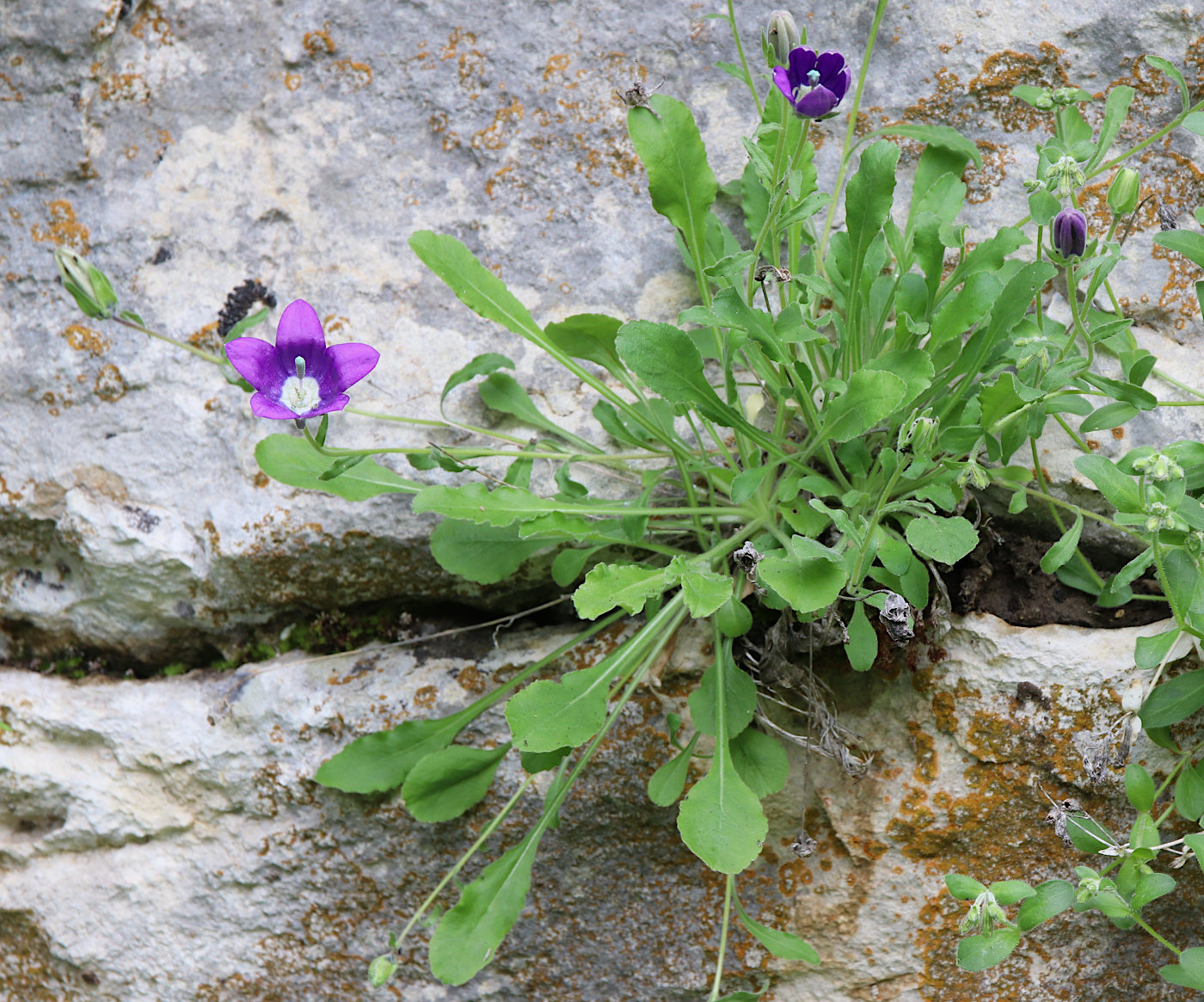 Изображение особи Campanula argunensis.