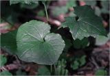 Mycelis muralis