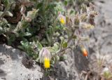 Onosma frutescens. Верхушка побега с цветком. Турция, пров. Мугла, р-н Фетхие, пос. Каякёй, выход скальных пород возле разрушенного здания. 07.05.2025.