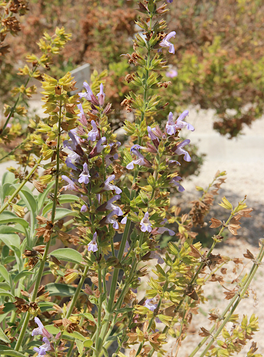 Изображение особи Salvia fruticosa.