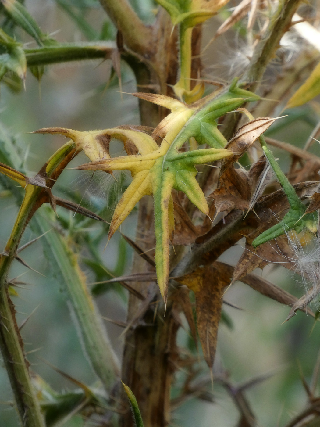 Image of Cirsium vulgare specimen.