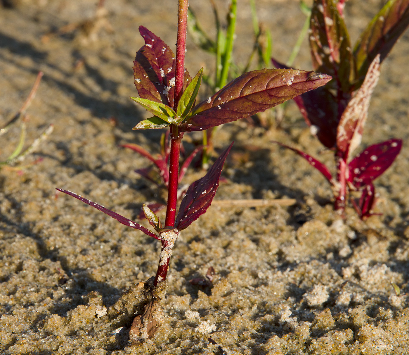 Изображение особи Epilobium adenocaulon.