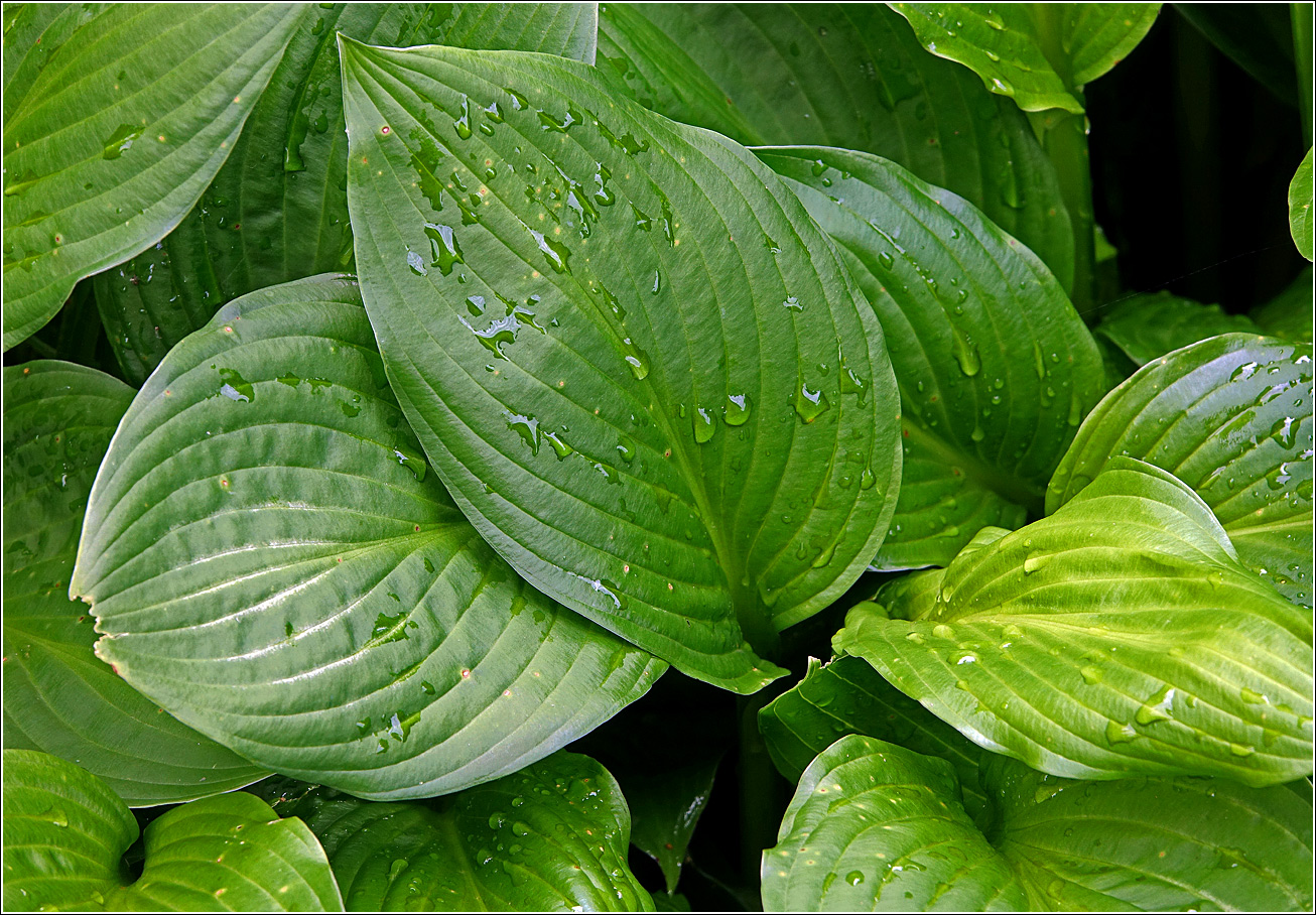 Image of Hosta albomarginata specimen.