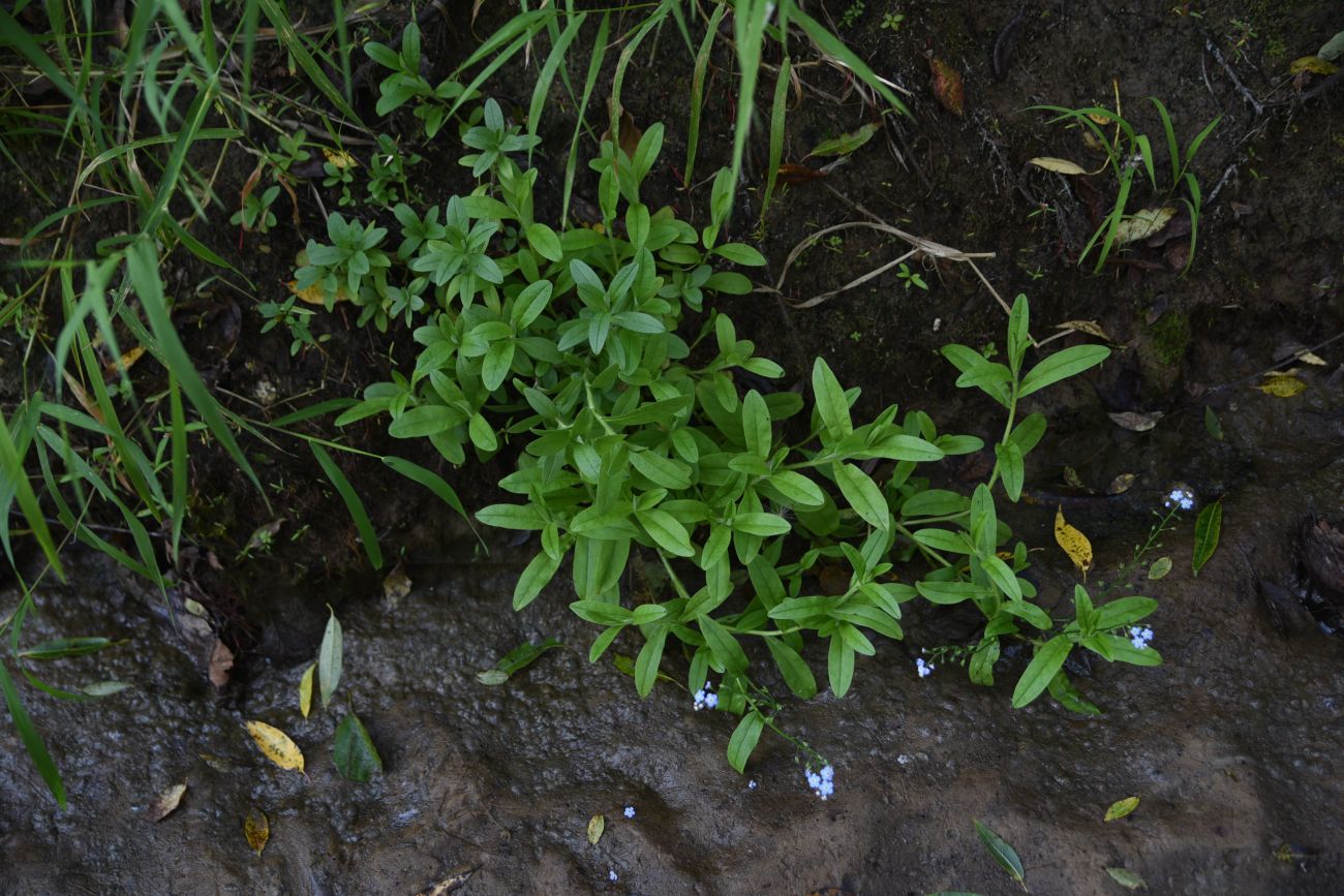 Изображение особи Myosotis nemorosa.
