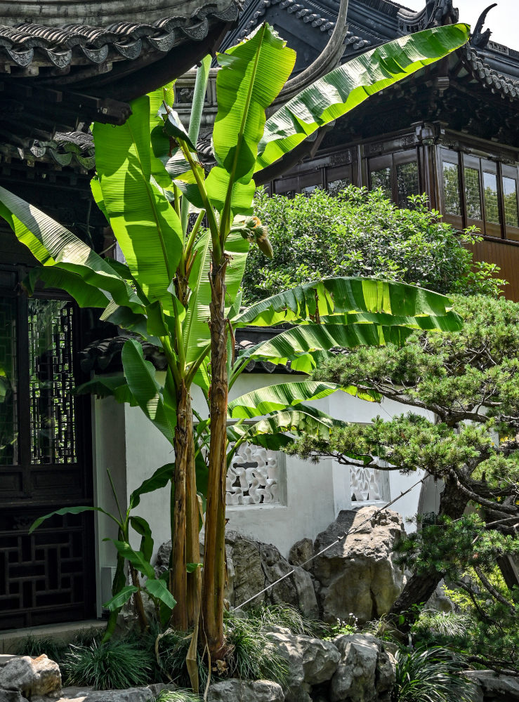 Изображение особи Musa basjoo.