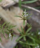 Asperula arvensis. Верхушка цветущего растения. Турция, ил Хаккари, верховья р. Бейазсу, Кырыкдаг Яйла, правый борт долины в 1,5 км ниже базового лагеря, выс. ок. 2400 м н.у.м., на склоне. 24 мая 2025 г.