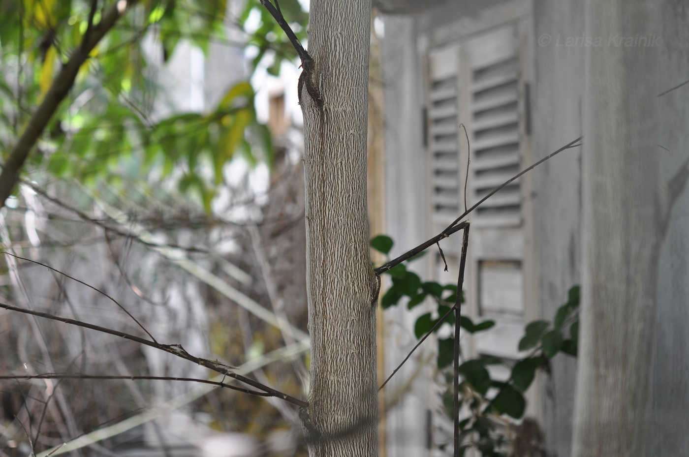 Image of Muntingia calabura specimen.