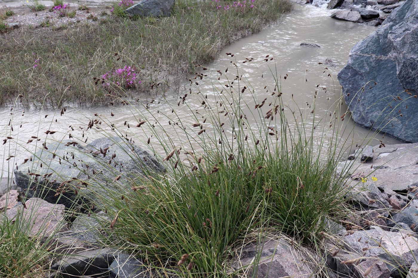 Image of Carex tianschanica specimen.