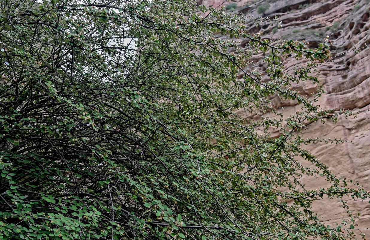 Image of Cotoneaster integerrimus specimen.