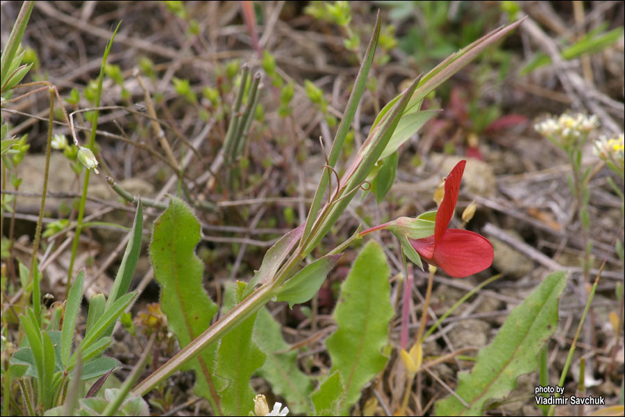 Изображение особи Lathyrus cicera.