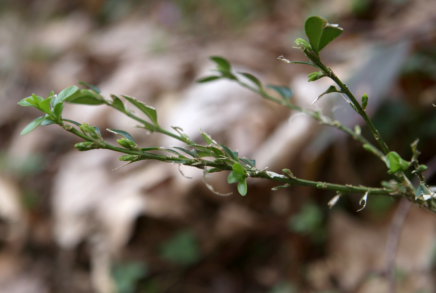 Image of Buxus colchica specimen.