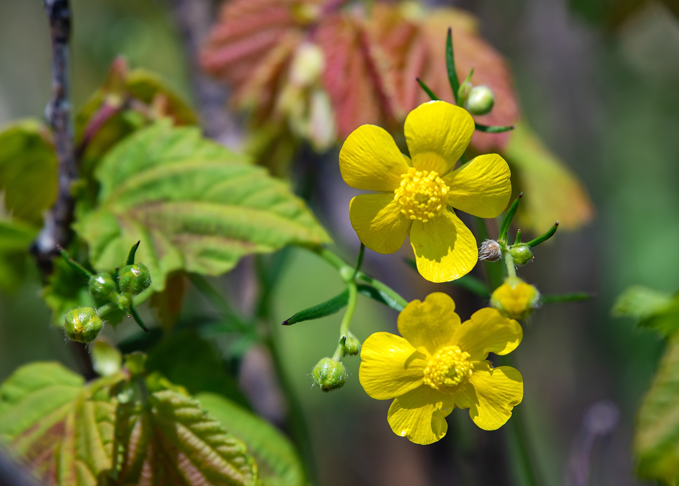 Изображение особи Ranunculus japonicus.