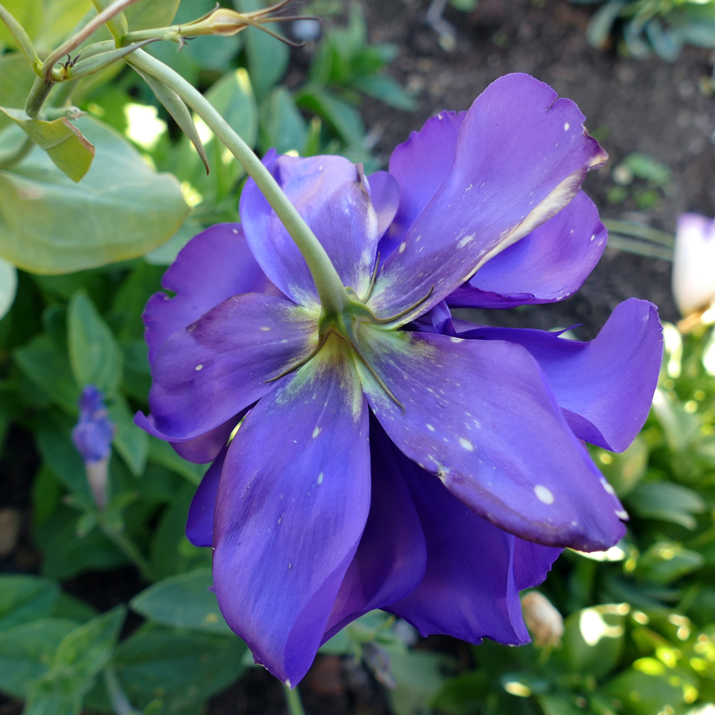 Изображение особи Eustoma grandiflorum.