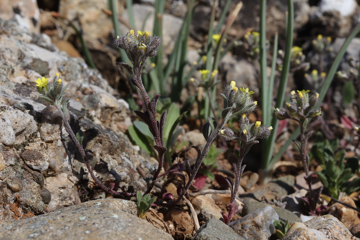 Image of Alyssum smyrnaeum specimen.
