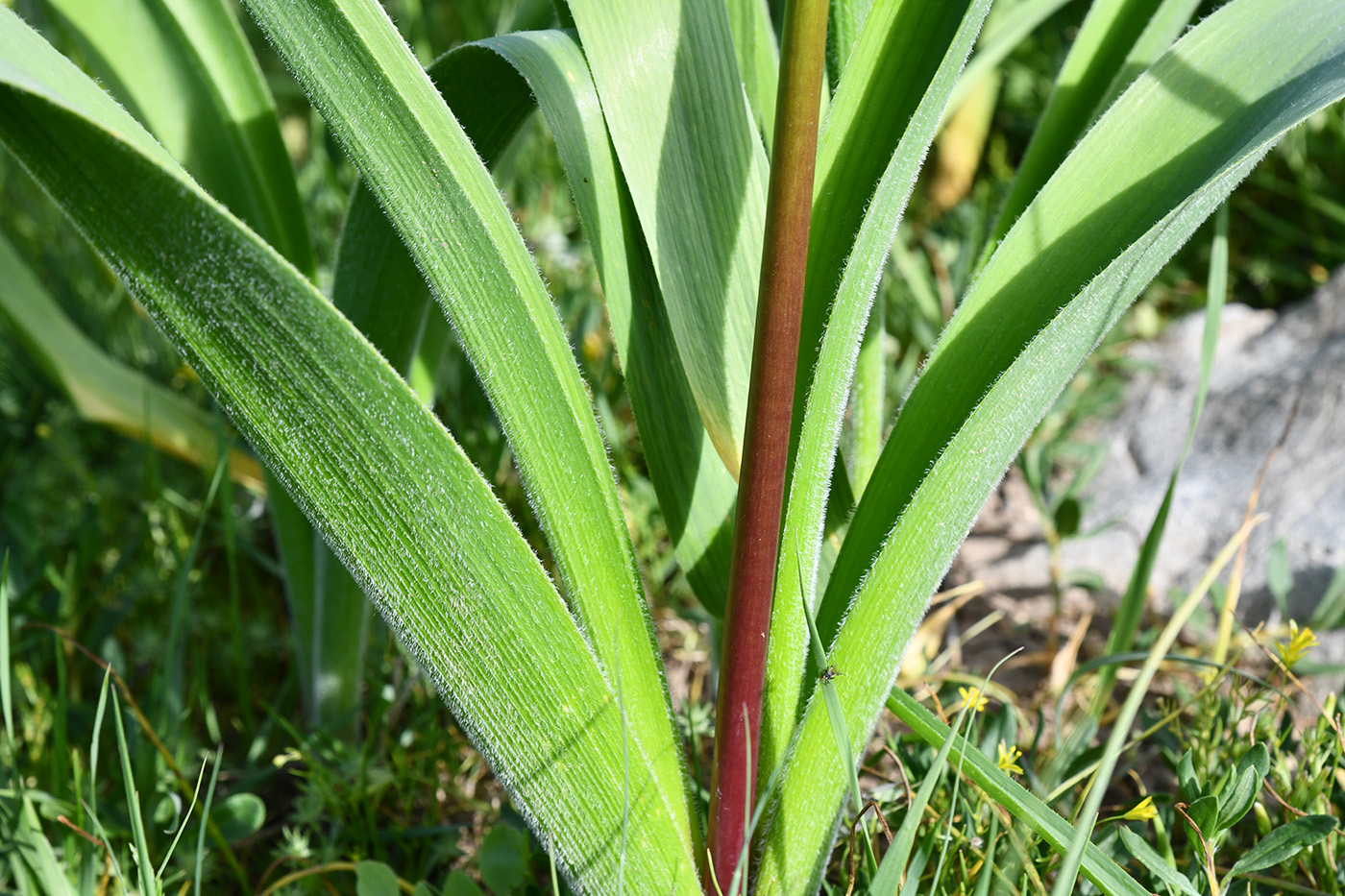 Изображение особи род Allium.