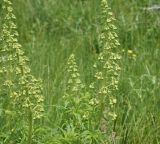 unknown species. Верхушка растения с развивающимися соцветиями. Грузия, край Самцхе-Джавахети, край Эрушетского нагорья (800 м до заброшенного селения Зеда-Тмогви), выс. 1800 м н.у.м., луг. 29 мая 2025 г.