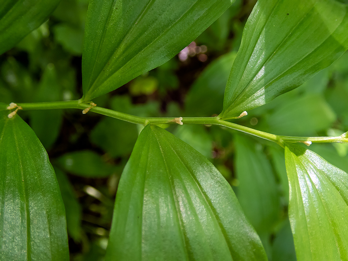 Image of Polygonatum hirtum specimen.