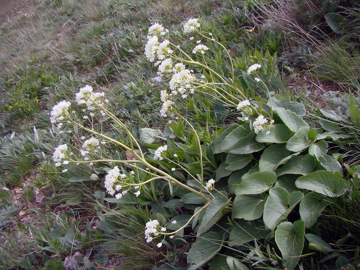 Image of Eutrema pseudocordifolium specimen.