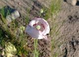 Papaver somniferum. ЛНР, г. Северодонецк, заброшенная придомовая территория. 22.05.2026.