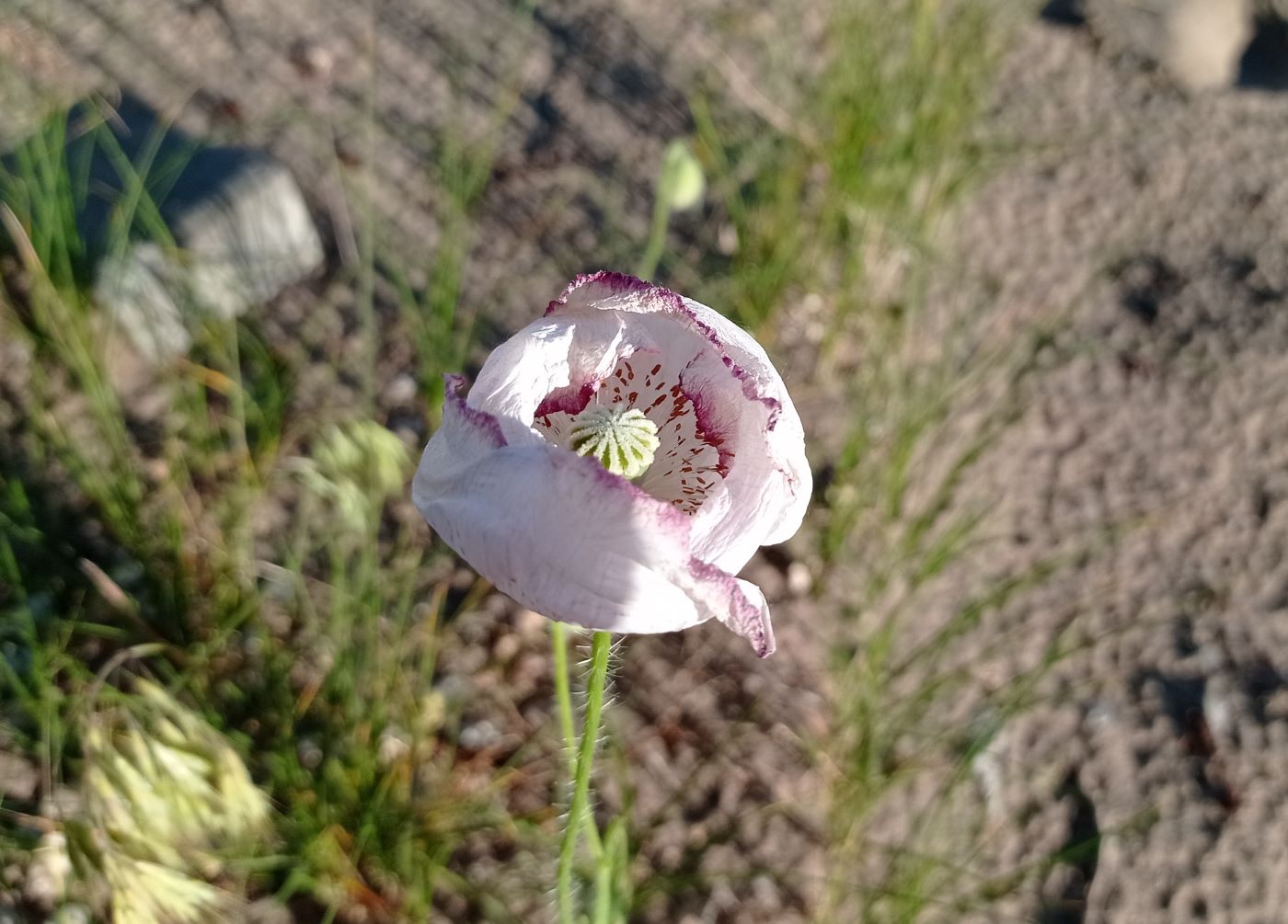 Изображение особи Papaver somniferum.