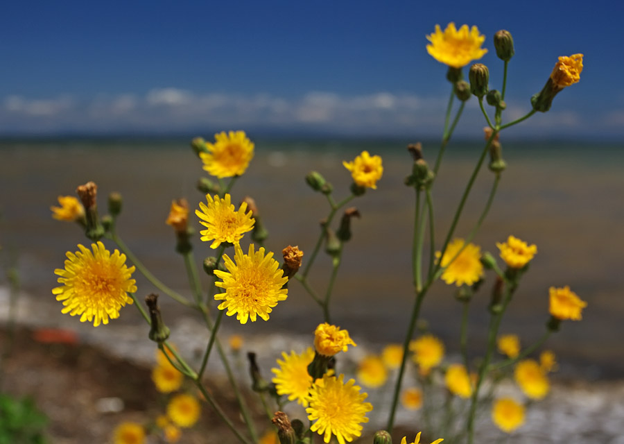 Изображение особи Sonchus arvensis.