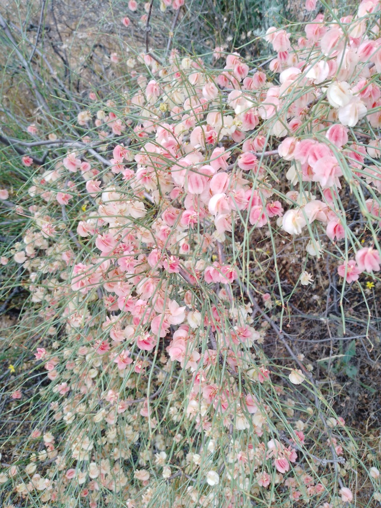 Image of Unknown species specimen.