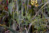 Lathyrus pratensis. Цветущее растение. Московская обл., Раменский р-н, окр. дер. Хрипань, садовый участок. 16.06.2026.