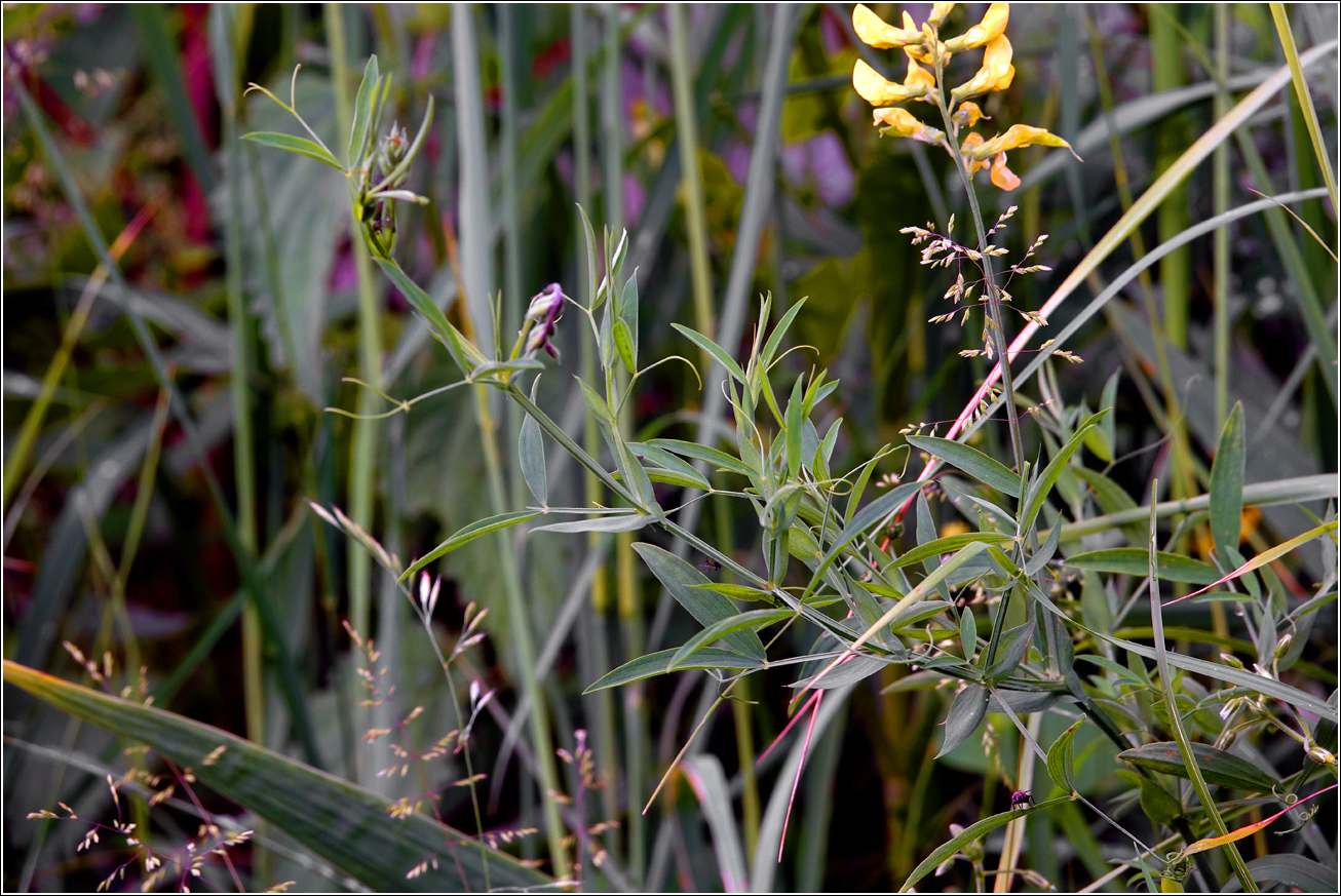 Image of Lathyrus pratensis specimen.
