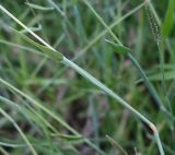 familia Poaceae