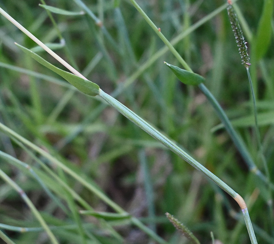 Image of genus Alopecurus specimen.