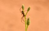 Beruniella micrantha