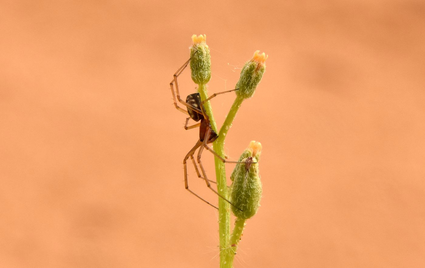 Image of Beruniella micrantha specimen.